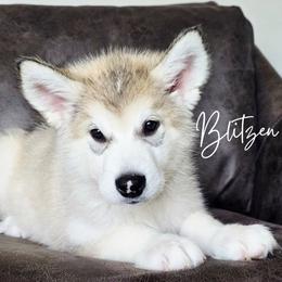Blitzen - Sable and white male Alaskan Malamute puppy in Brookwood, Alabama from Sunset Malamutes