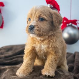 Purple Girl - Apricot female Goldendoodle puppy in Lafayette, Alabama from Sweethaven Kennels