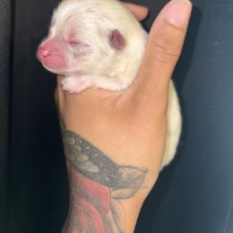 Zuma - Chocolate merle male Pomeranian puppy in Okmulgee, Oklahoma from 918 Pomeranians