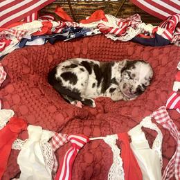 Masie - White merle female Catahoula Leopard Dog puppy in Slaton, Texas from M5 Catahoulas