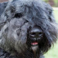 Bouvier des Flandres from I'm Special Bouviers