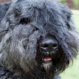 Bouvier des Flandres from I'm Special Bouviers