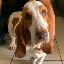 Basset Hounds from Holub's Hounds