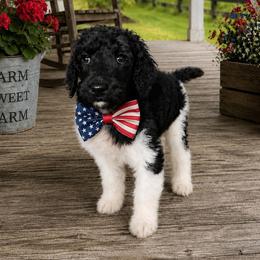 Yelena - Parti female Poodle puppy in Washington, Pennsylvania from Patriotic Poodles