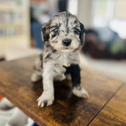 Lady - Merle female Cavapoo puppy in Strasburg, Pennsylvania from Still Water Puppies
