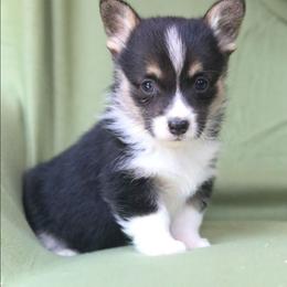 Rain - Black and tan female Pembroke Welsh Corgi puppy in Plains, Montana from Diamond Corgis
