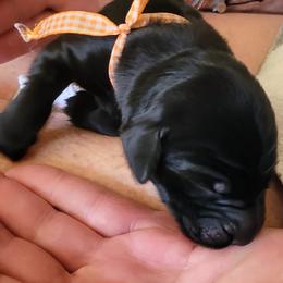 Flat-Coated Retriever Puppies from Chantal Kennel FCR's raised by Josie LeBalch