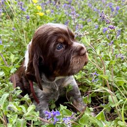 Zion (Orange-red) - Liver white and tan male English Springer Spaniel puppy in Conifer, Colorado from Majestic Mountain Springs