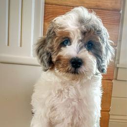 Rizzo - Bernedoodle