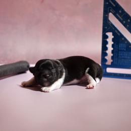 Colt - White male Mi-Ki puppy in Wales, Wisconsin from Phantastic Mi-kis
