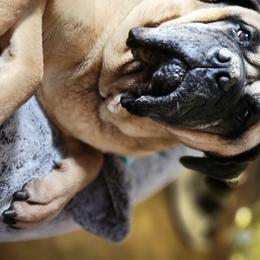 "Frankie, looking good at 11 years old!!" Bullmastiff All Grown Up from Olive Tree  Bullmastiffs