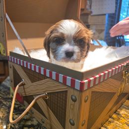 Doc - Blenheim male Cavalier King Charles Spaniel puppy in West Valley, Utah from Criddle Mountain Cavaliers