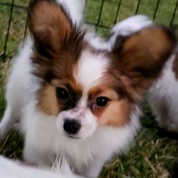 Boy 1 - White and sable male Papillon puppy in Webster, Texas from Fairytail Papillon's & Phalene's