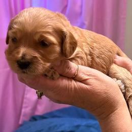 Pink collar - Apricot female Goldendoodle puppy in Indianapolis, Indiana from ZuGolden Retrievers & Doodles