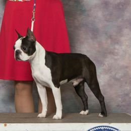 Scotch - Boston Terrier