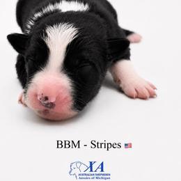 Boy 2 - male Australian Shepherd puppy in Gowen, Michigan from XA AUSTRALIAN SHEPHERDS