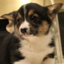 Candy Cane - Pembroke Welsh Corgi puppy from Covered Bridge Corgis