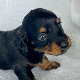 AKC Black and Tan Male - Black and tan male Dachshund puppy in Sumrall, Mississippi from JP’s Dachshunds