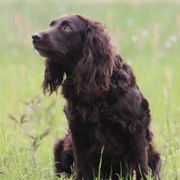 Boykin Spaniels from Palmetto Boykin Spaniels