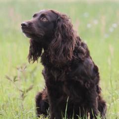 Boykin Spaniels from Palmetto Boykin Spaniels