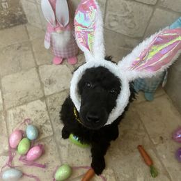 Poodle Puppies from Arindayle Standard Poodles