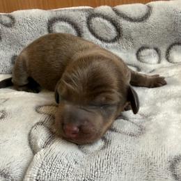 Male - Brindle male Dachshund puppy in El Campo, Texas from Creamer Creek Kennel