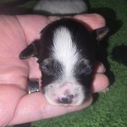 CHAI - White black and tan male Papillon puppy in Hollister, Missouri from Swan Creek Kennel