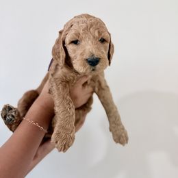 Purple - Red  female Goldendoodle puppy in Beaumont, California from Alaya Rae Doodles