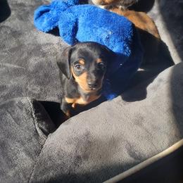 BT - Black and tan male Dachshund puppy in Topeka, Kansas from CJs Dachshunds