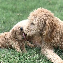 Cavapoos, Goldendoodles, and Poodles from Desert Valley Doodles