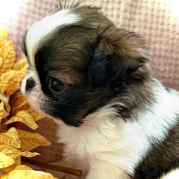 Blossom - Sable and white female Japanese Chin puppy in Davisville, Missouri from Uniquely Yours, Shelly’s Japanese Chins