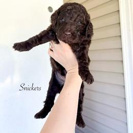 Snickers - Chocolate male Goldendoodle puppy in Taylorsville, Georgia from Sweet Southern Doodles