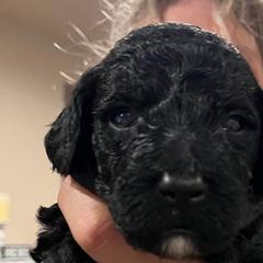 Double Doodles, Goldendoodles, and Labradoodles from The Doodle Ranch-California