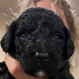 Double Doodles, Goldendoodles, and Labradoodles from The Doodle Ranch-California