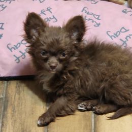 Royal - Chocolate male Chihuahua puppy in Tremonten, Utah from Qu-Te's Chihuahuas