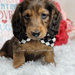 Dachshund Puppies from RRD