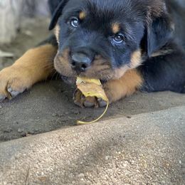 Rottweiler Puppies from Happy Rottweilers