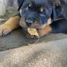 Rottweiler Puppies from Happy Rottweilers