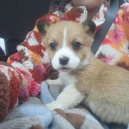 Peanut - Sable male Pembroke Welsh Corgi puppy in Mouth Of Wilson, Virginia from Holly Ridge Aussies, Aussiedoodles & Corgis