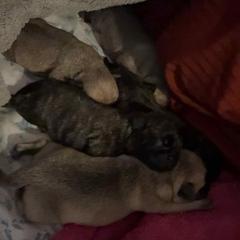 Pug Puppies from Delta pug puppies