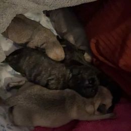 Pug Puppies from Delta pug puppies