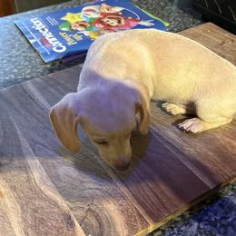 Dachshunds from Coffey’s mini Dachshounds