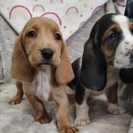Mykeepers - Black brown and white female Basset Hound puppy in Newton Grove, North Carolina from MGA Basset Hound