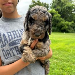 Darrell - Blue merle male Aussiedoodle puppy in Berrien Spring, Michigan from Red Bud Beautiful Doodles