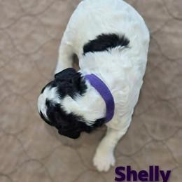 Assorted Doodle Crosses and Poodle Puppies from Royal T Acres