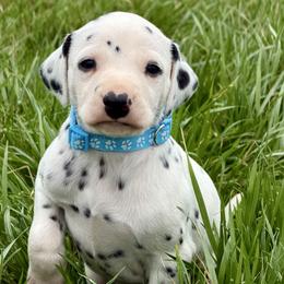 Millo - White and black male Dalmatian puppy in Mt. Vernon, Texas from Double B