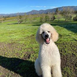 Poodle Puppies from BrioPanache Poodles