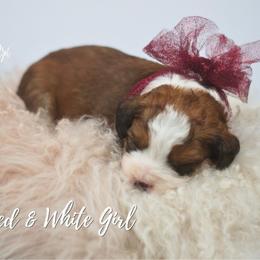 Red - Brown and white female Aussiedoodle puppy in Plain City, Utah from Myers Desert Doodles