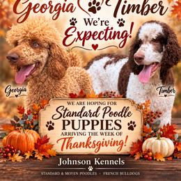 Poodle puppies from Johnson Kennels