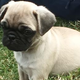 Boy 7 - Fawn male Pug puppy in Marshville, North Carolina from adorable pug puppies